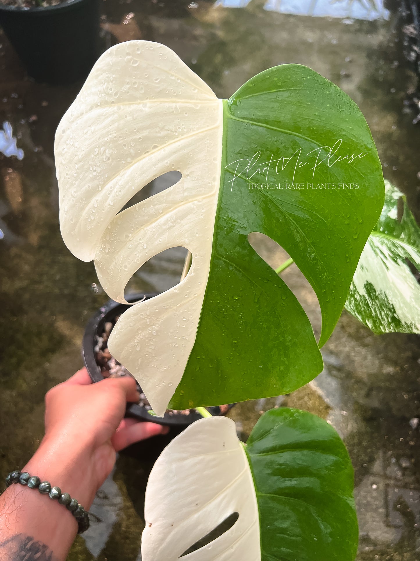 Monstera Borsigiana Albo Half Moon