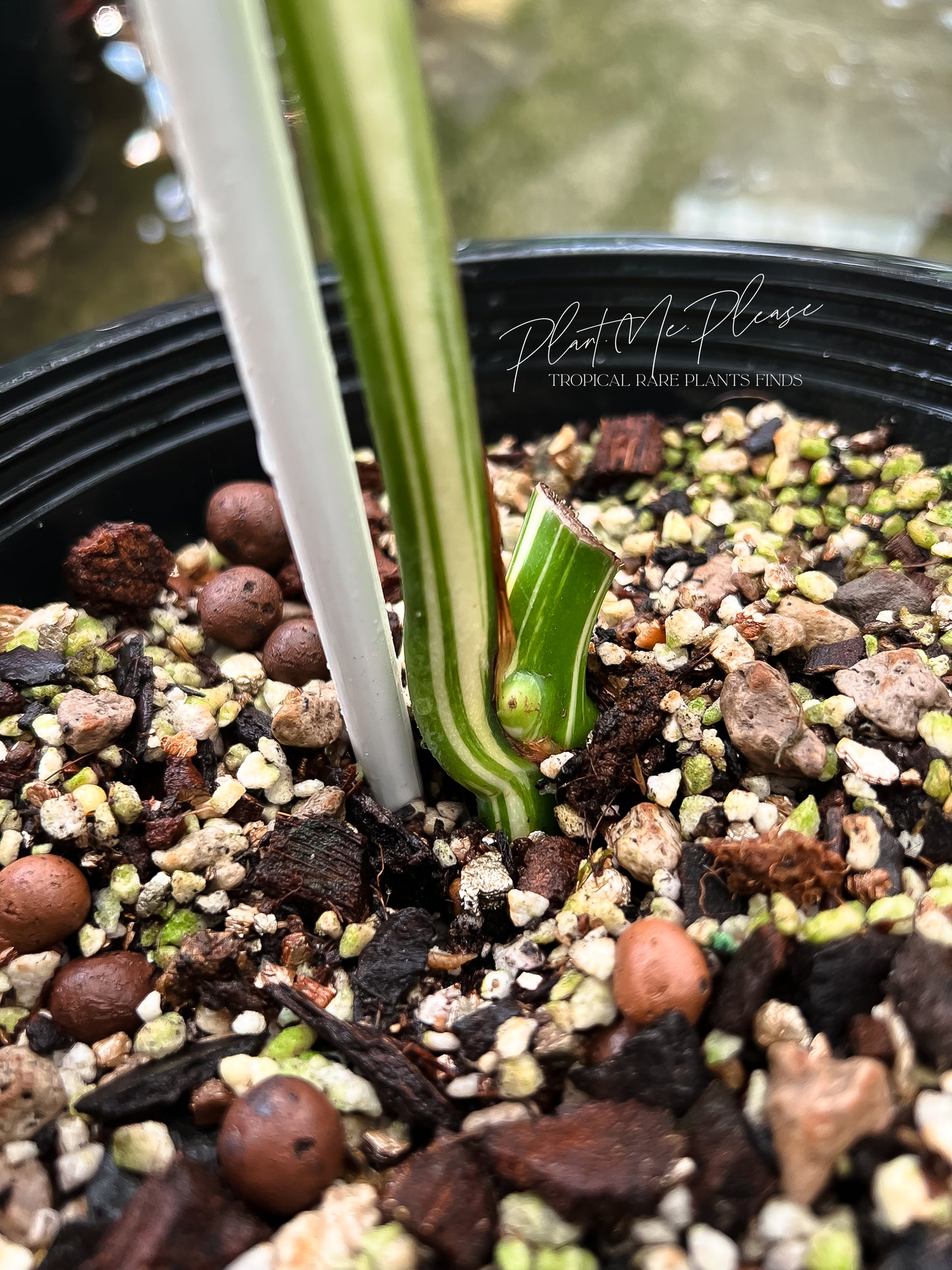 Monstera Borsigiana Albo Half Moon