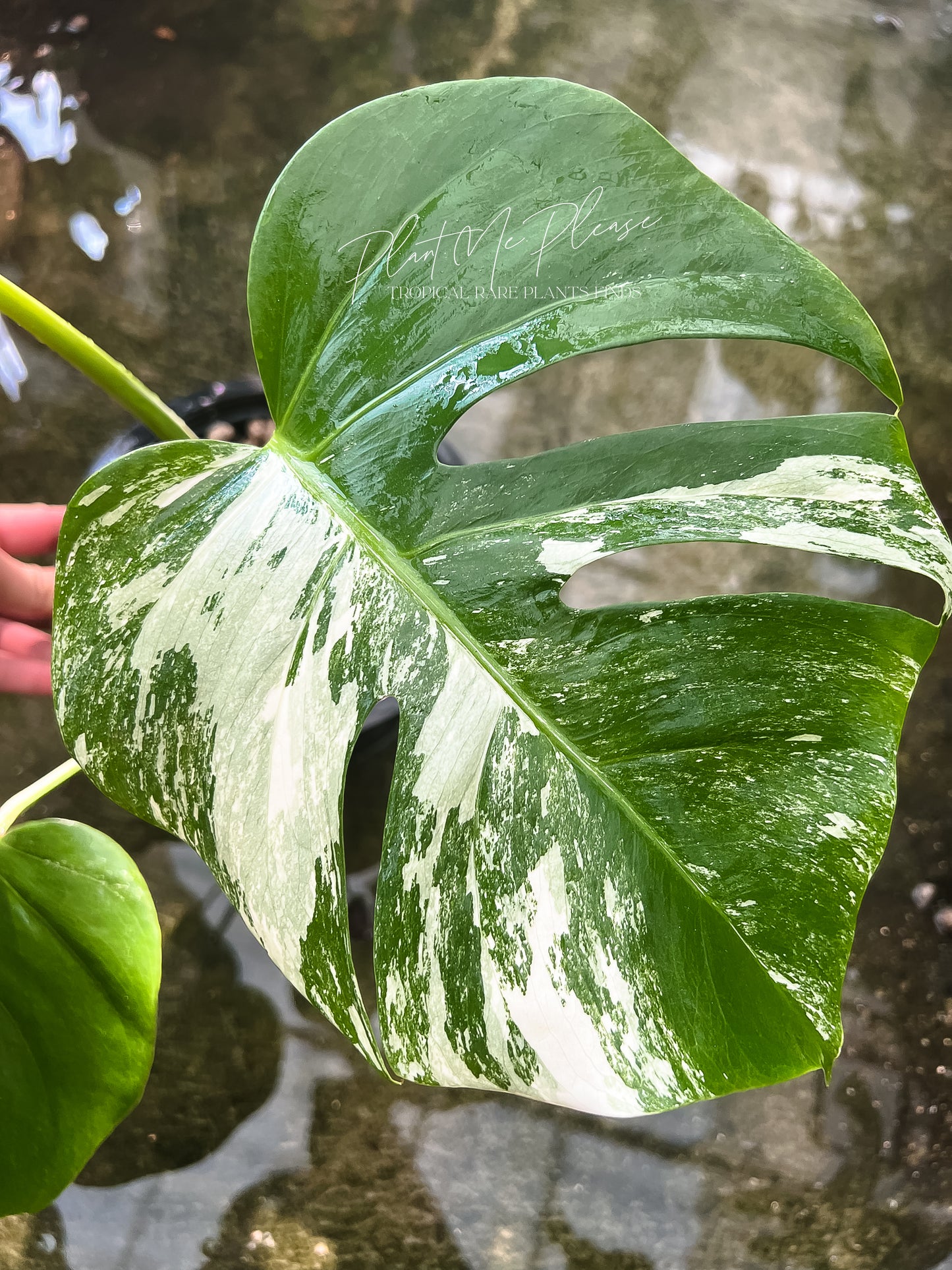 Monstera Borsigiana Albo Half Moon