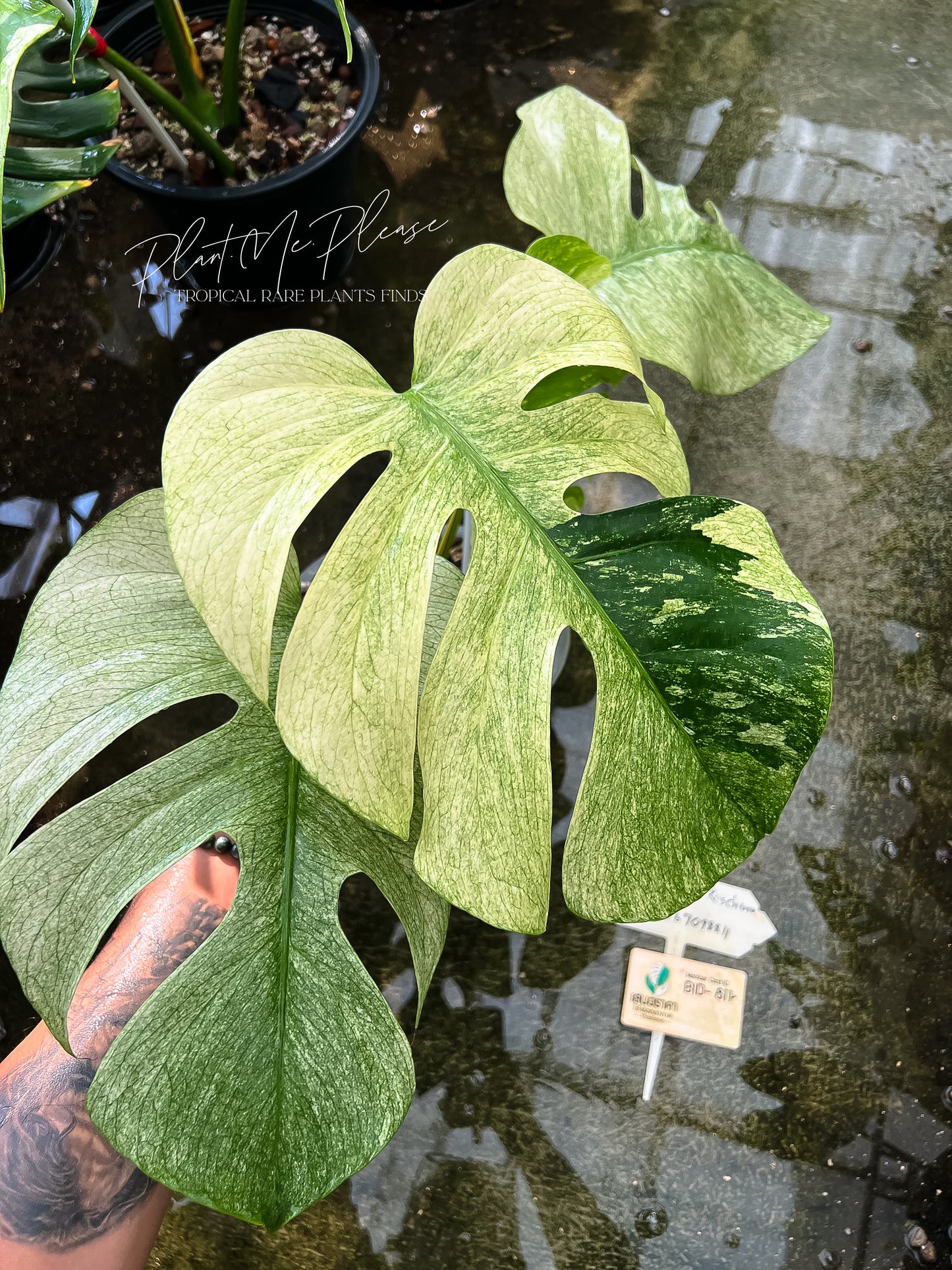 Monstera Deliciosa x Borsigiana Full Mint Variegated