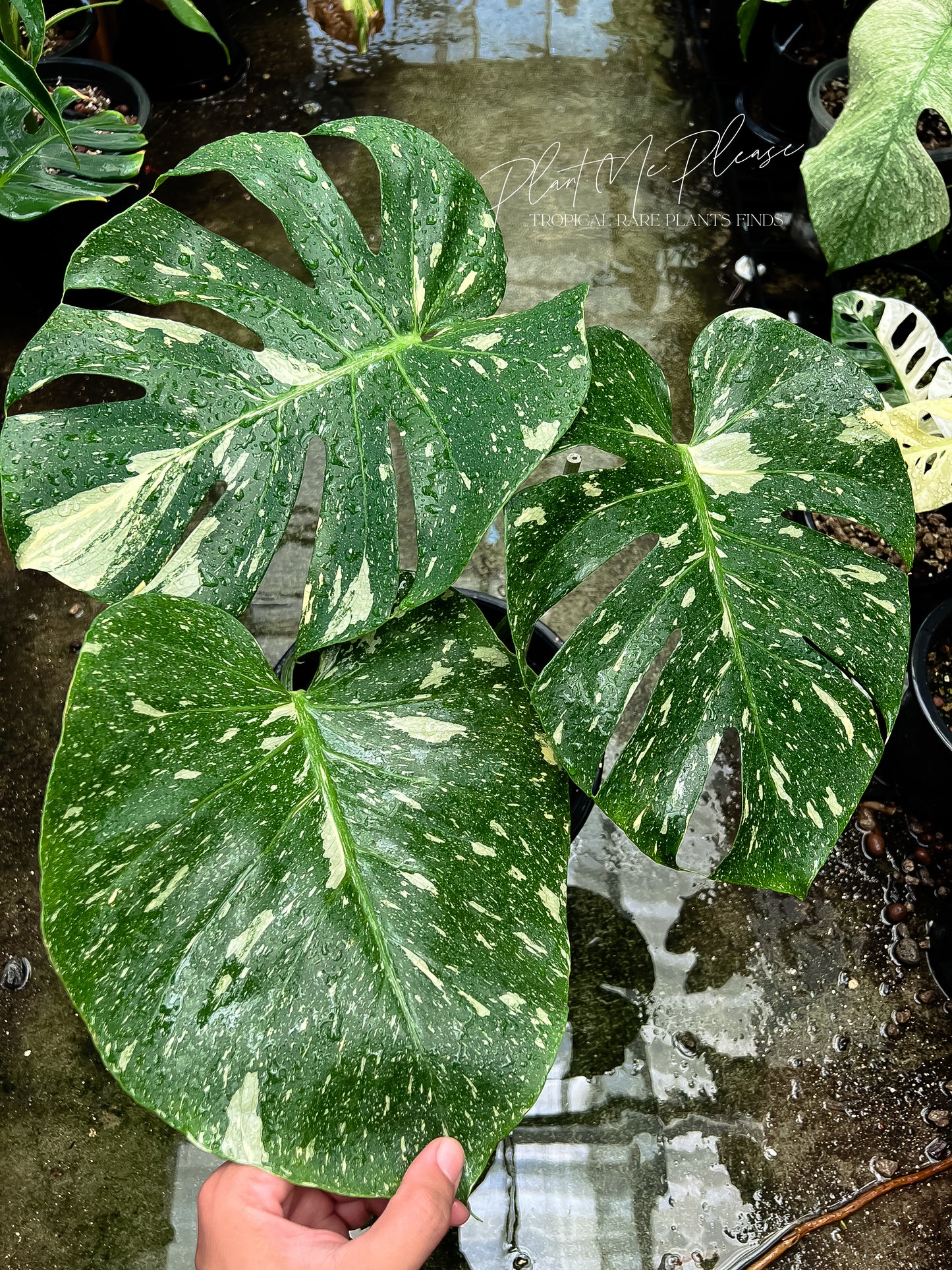 Monstera Deliciosa Thai Constellation