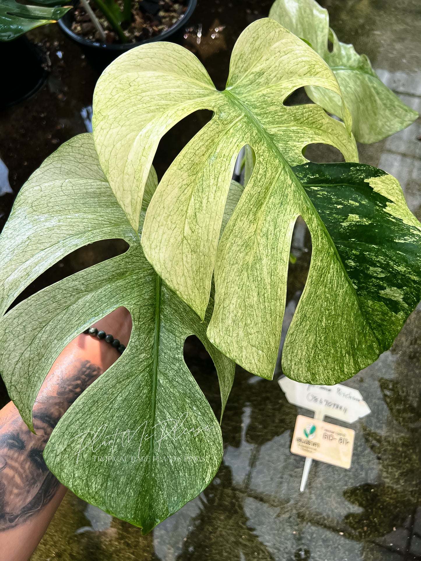 Monstera Deliciosa x Borsigiana Full Mint Variegated