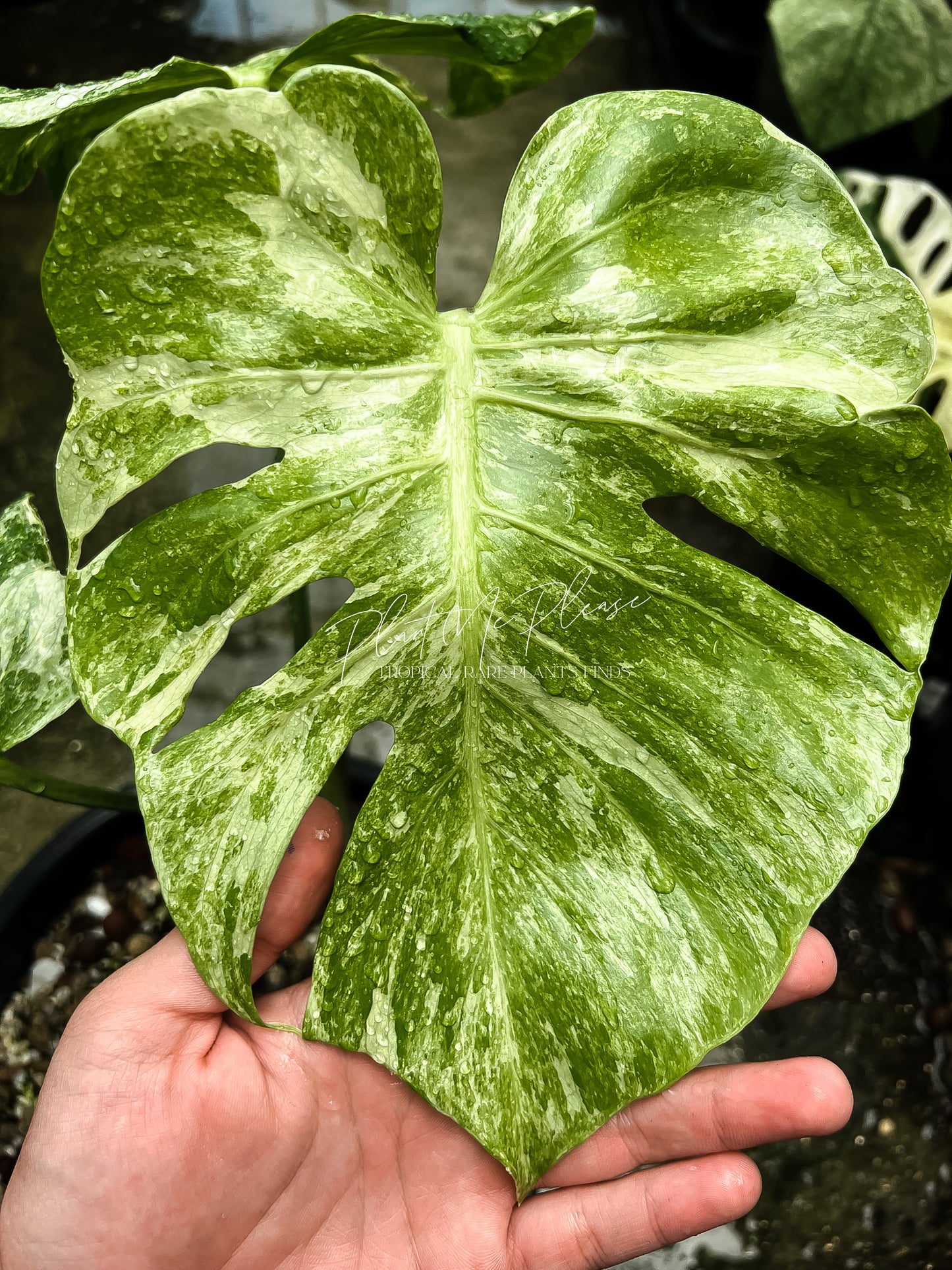 Monstera Deliciosa Contortar