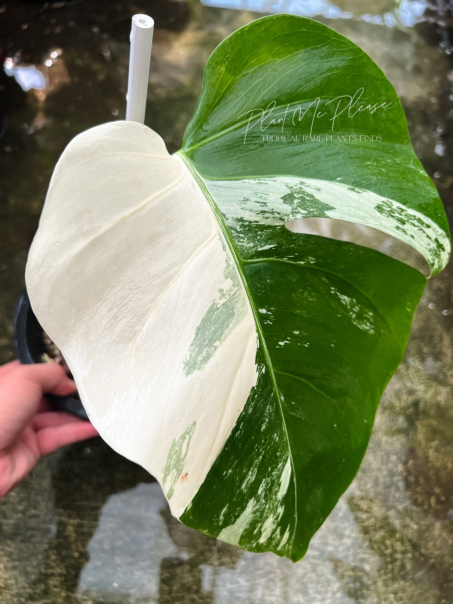 Monstera Borsigiana Albo Half Moon