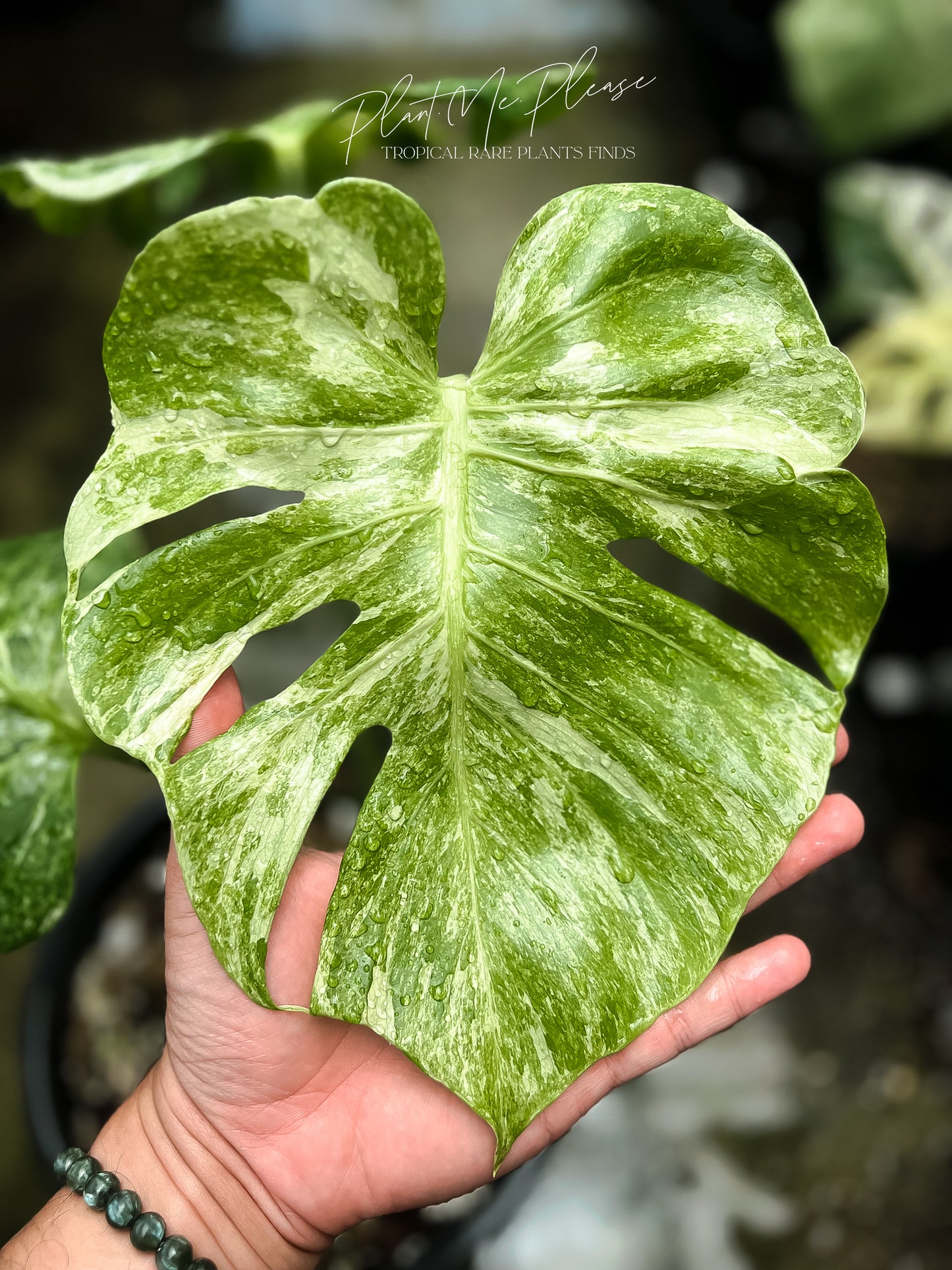 Monstera Deliciosa Contortar