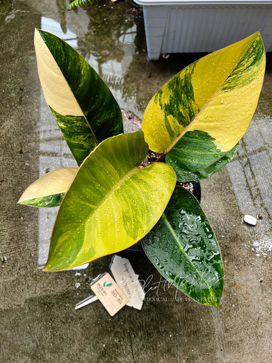 Rare Philodendron Yellow Congo Variegated Original