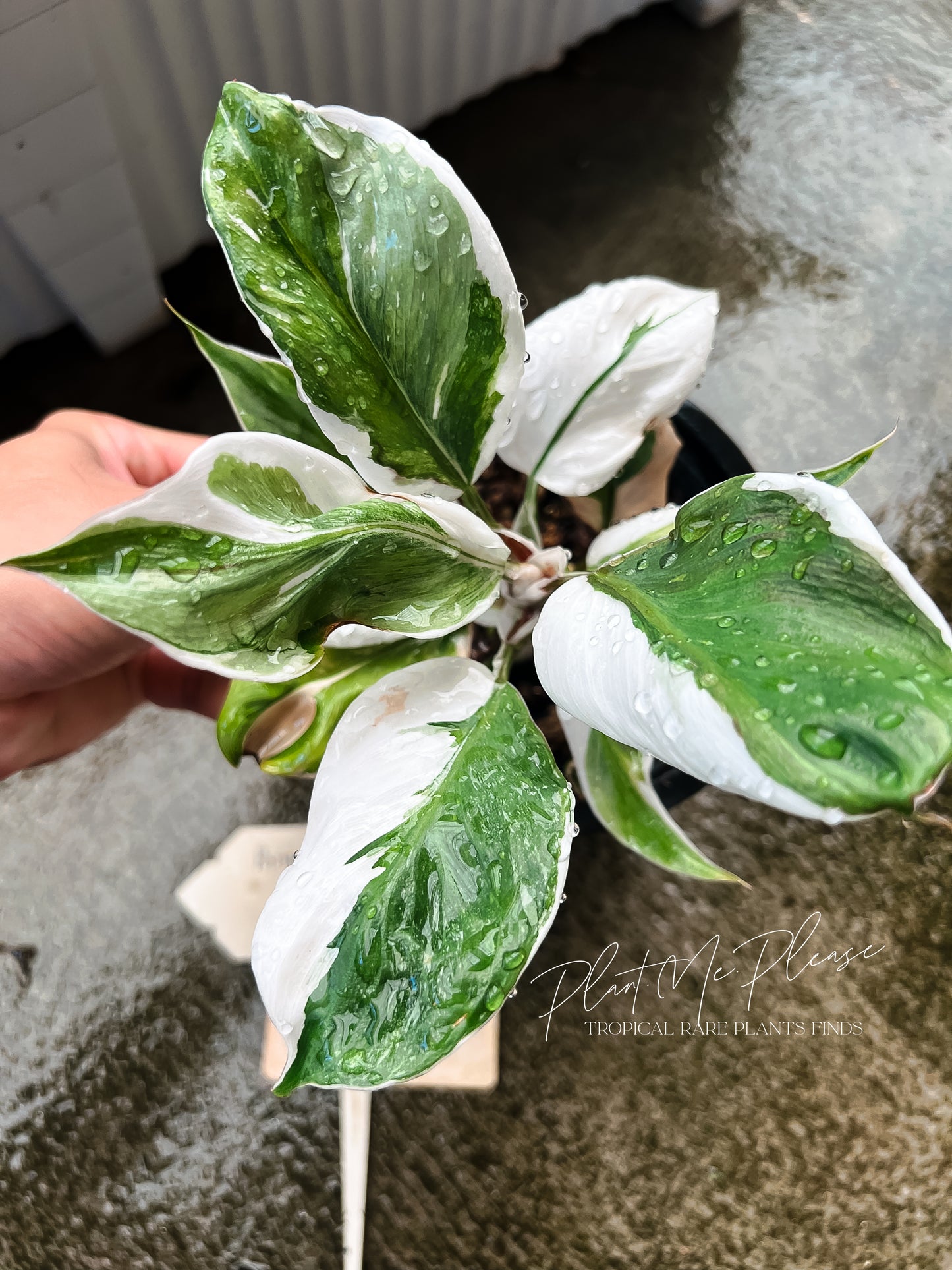 Philodendron White Knight Mutation