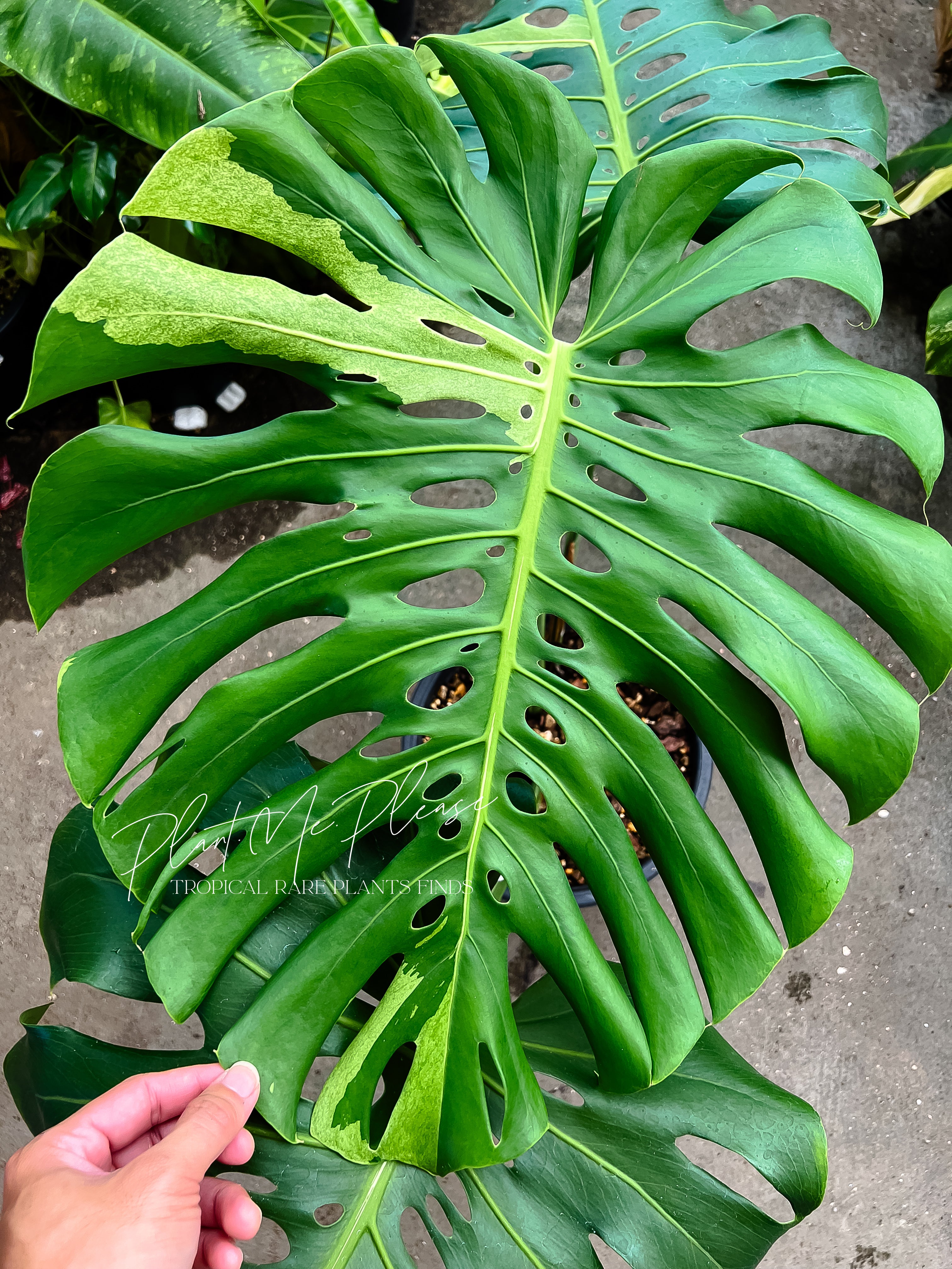 Monstera Deliciosa Mint White Tears – Plants.Me.Please.TH