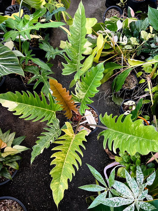 Philodendron Caramel Marble Variegated