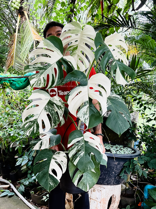 Monstera Borsigiana Albo Variegated