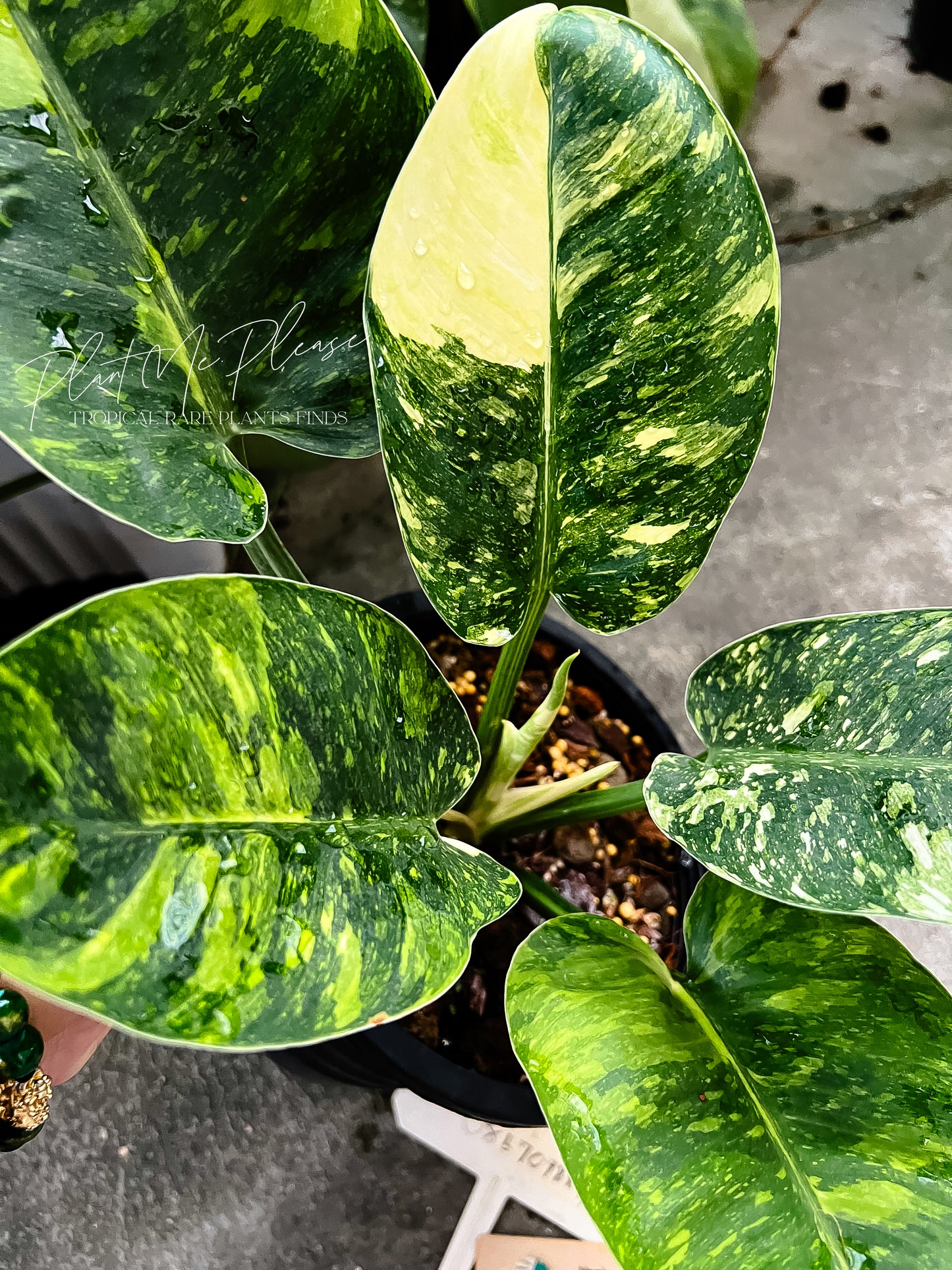 Philodendron Green Congo Marble Variegated