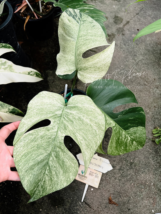 Monstera Mint Variegated