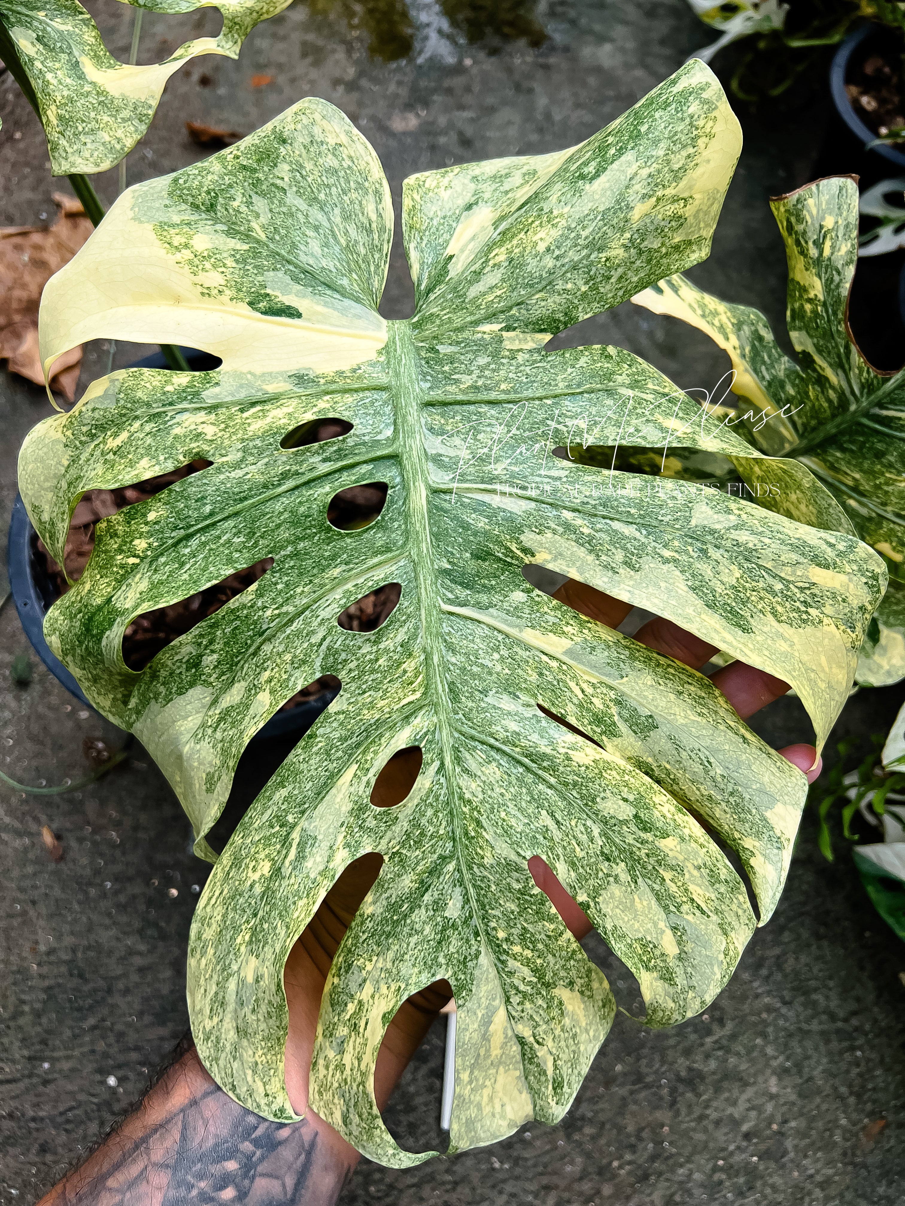 Monstera Deliciosa Legacy – Plants.Me.Please.TH