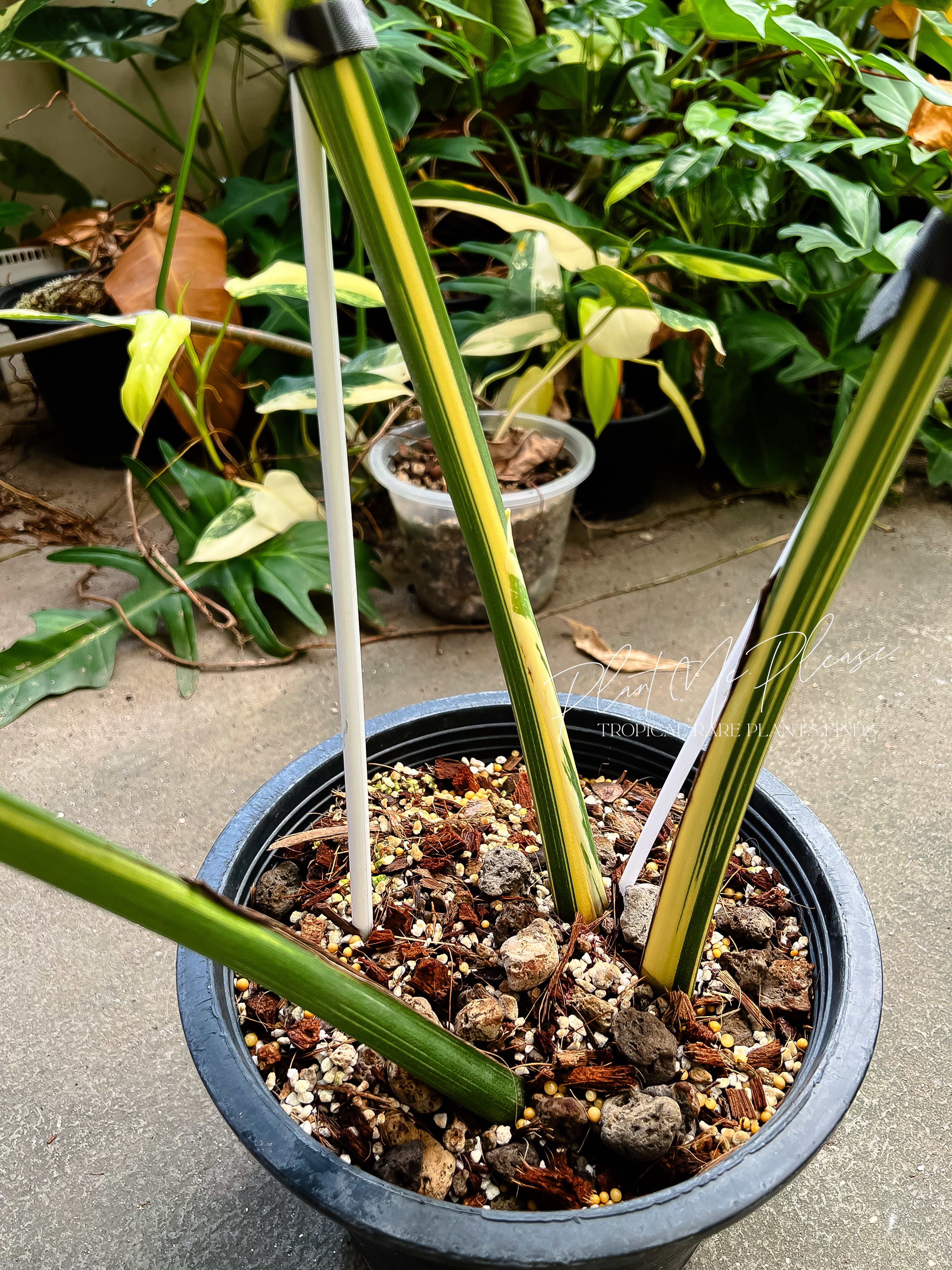 Monstera Deliciosa Thai Constellation “ Creme Brulee “ – Plants.Me.Please.TH