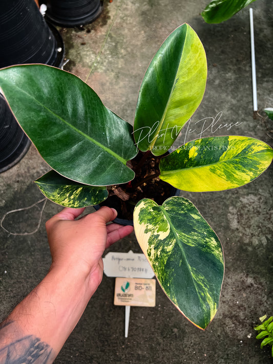 Philodendron Yellow Congo Variegated