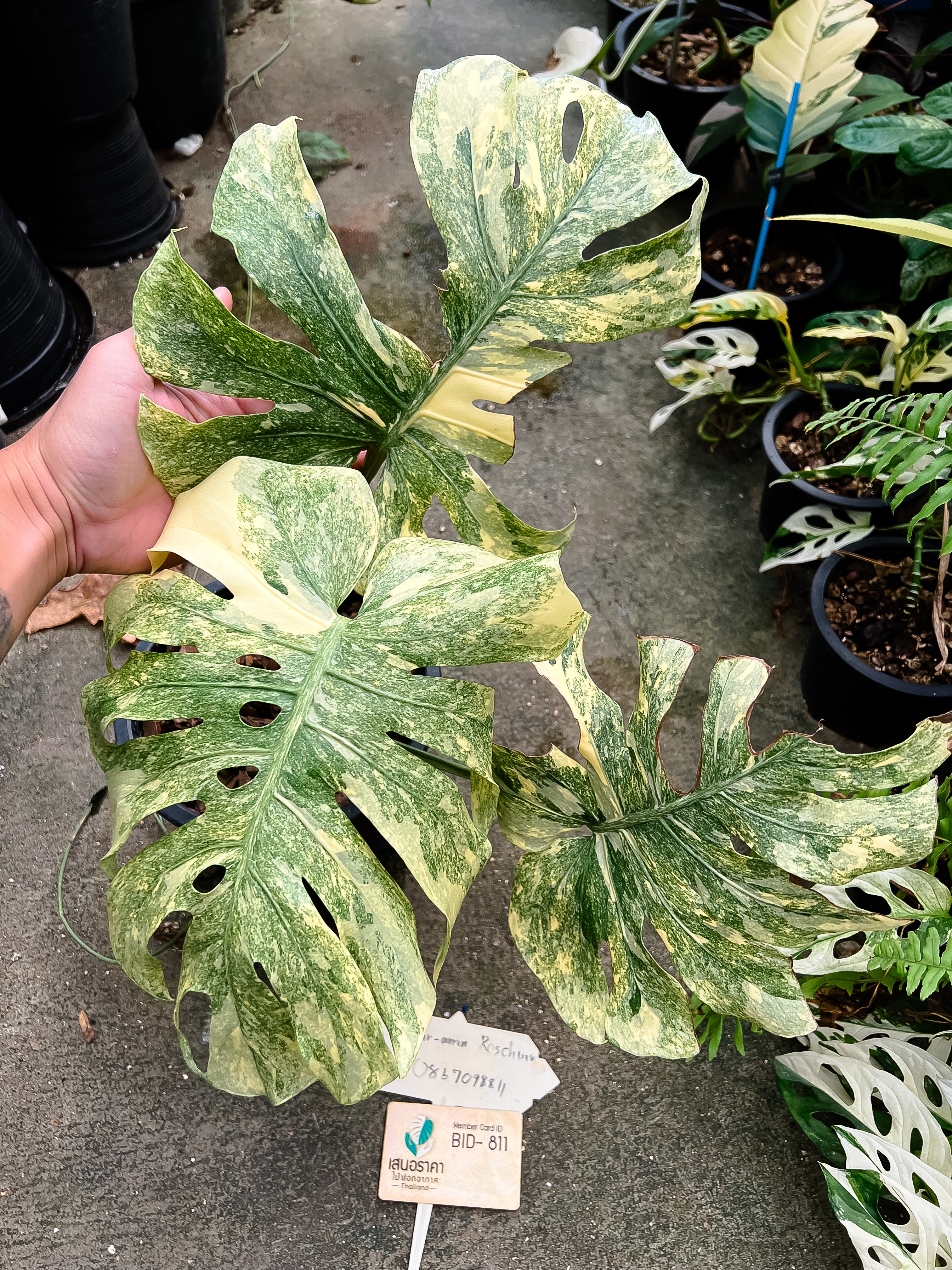 Monstera 高かっ Deliciosa 'LEGACY' Variegated