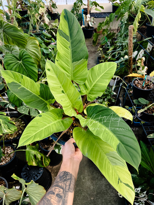 Philodendron Melinonii Variegated ( Ruaysap Marble Variegated)