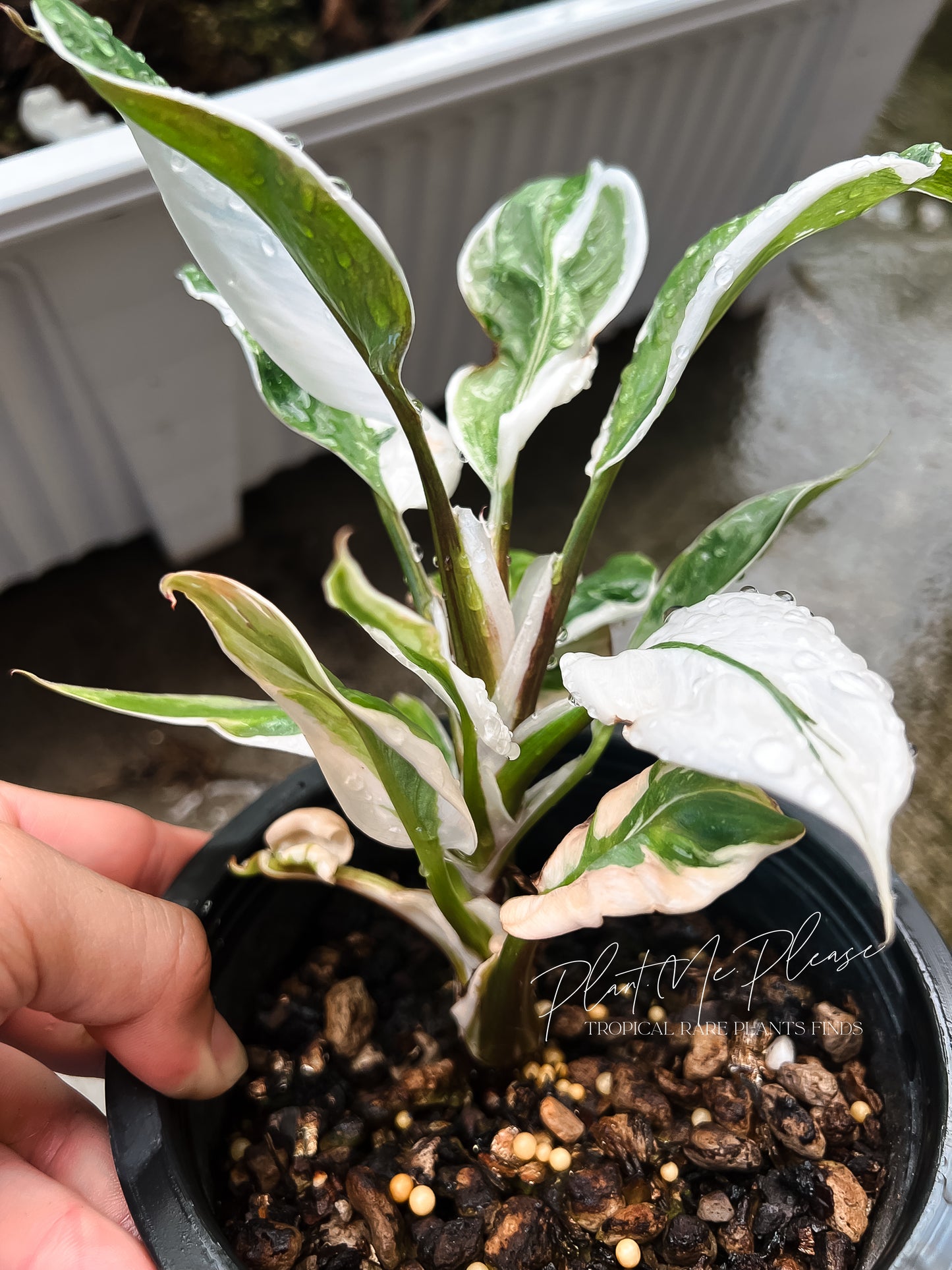 Philodendron White Knight Mutation