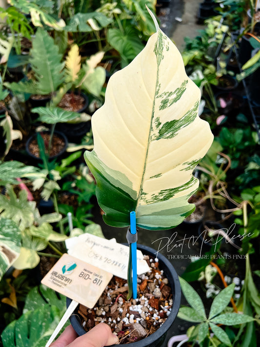 Philodendron Caramel Marble Variegated