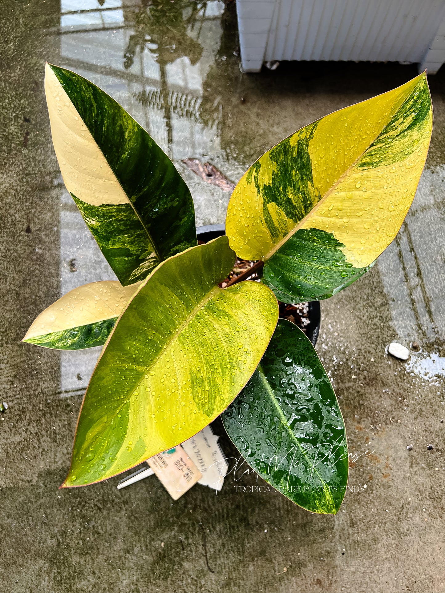 Rare Philodendron Yellow Congo Variegated Original