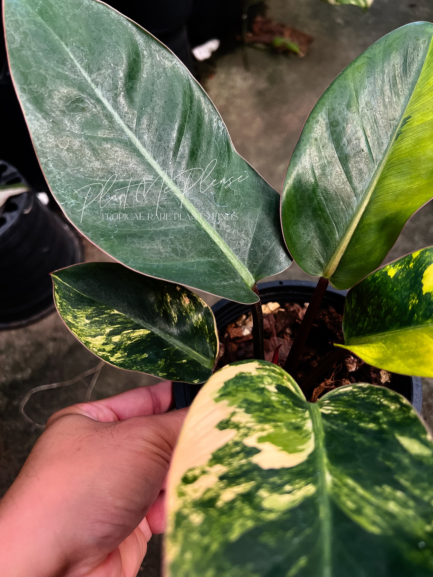 Philodendron Yellow Congo Variegated