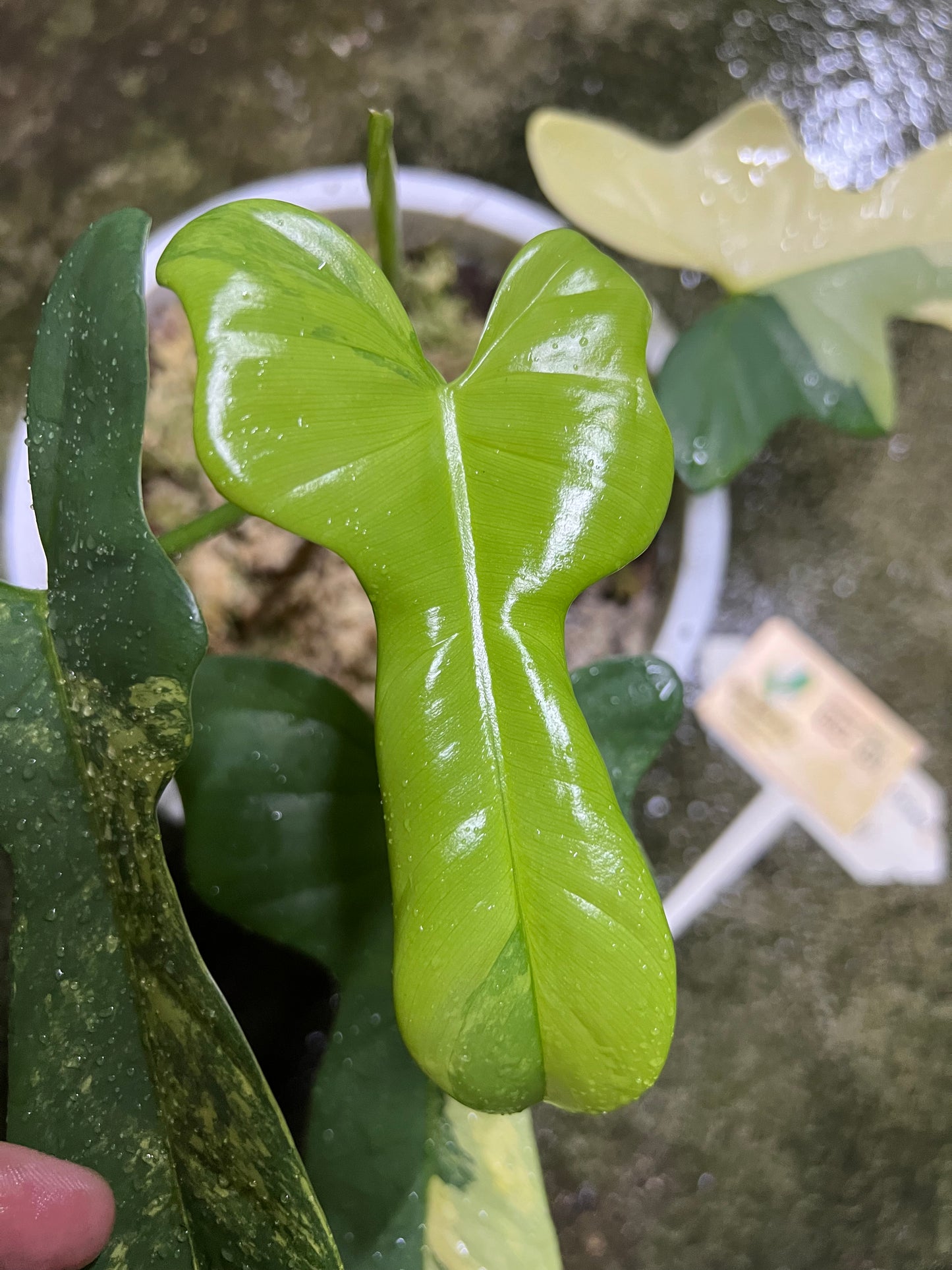 Philodendron Bipennifolium Variegated - Violin variegated