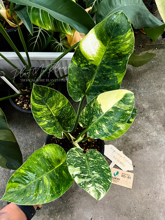 Philodendron Green Congo Marble Variegated