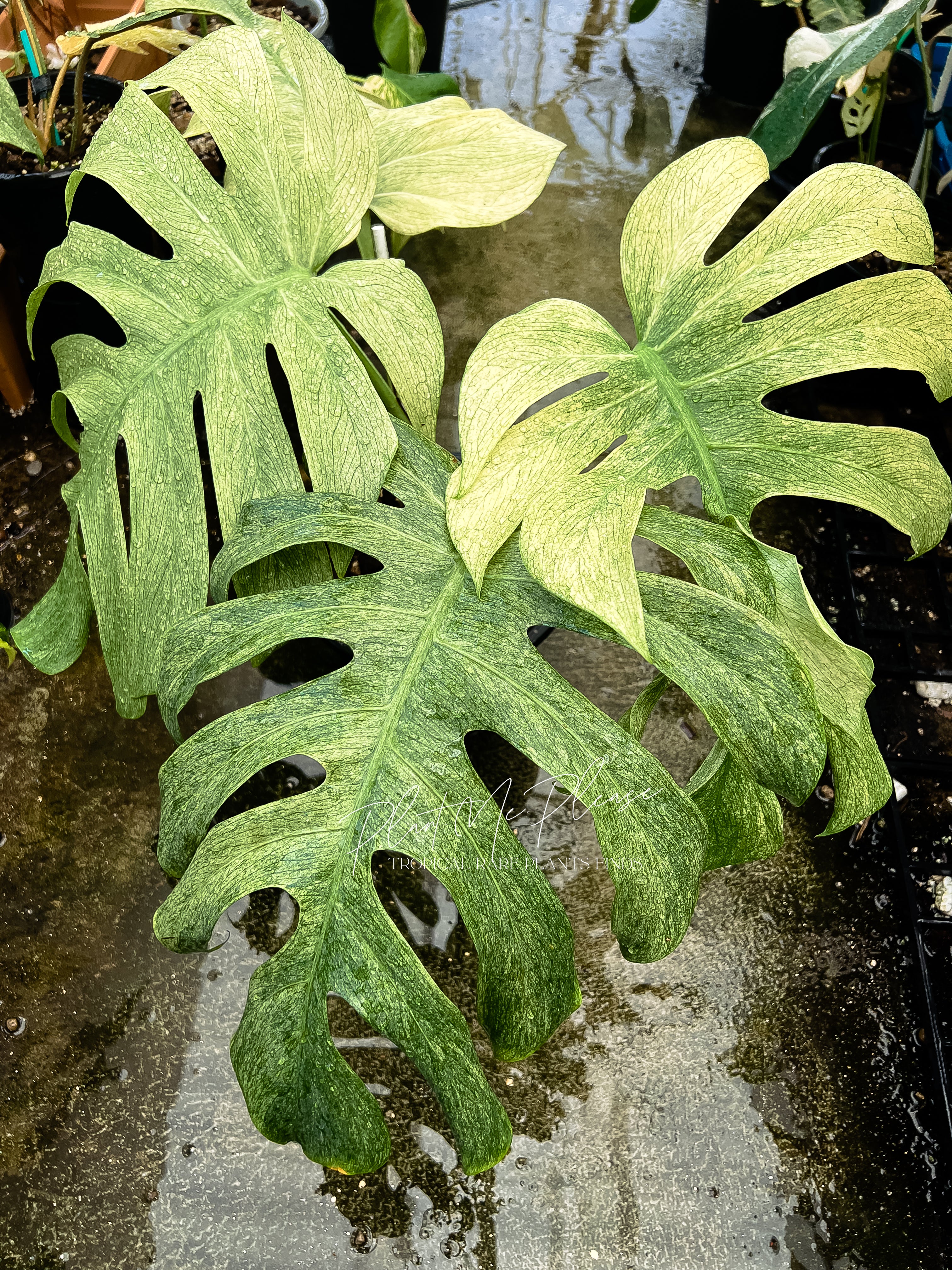 Monstera Deliciosa x Borsigiana Full Mint Variegated – Plants.Me 