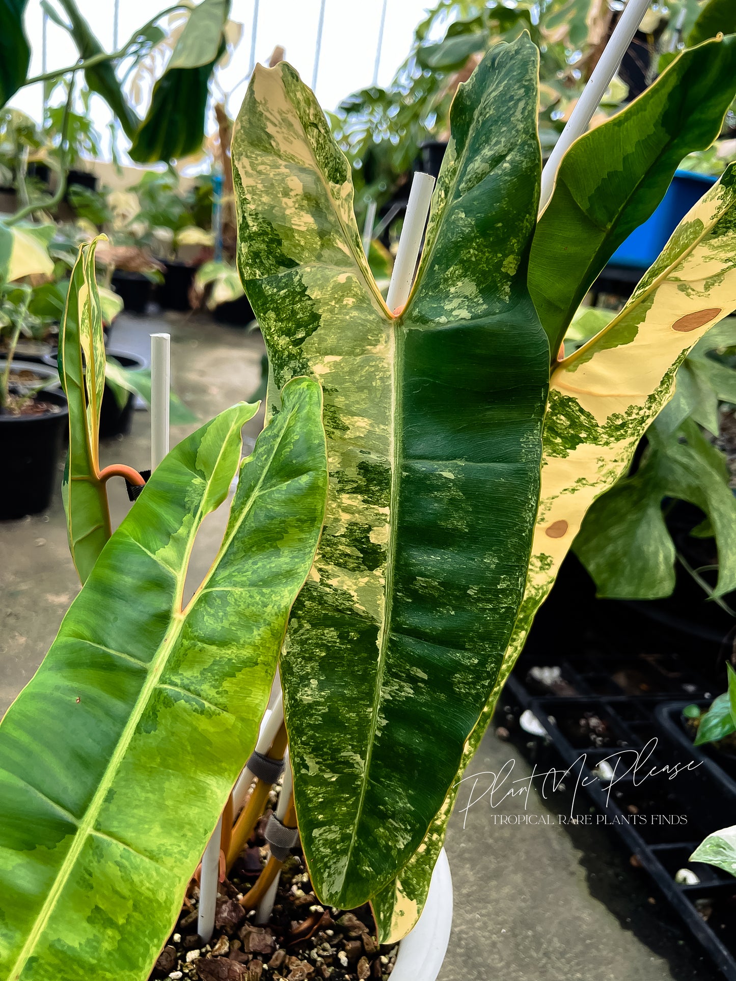 Philodendron Billietiae Variegated