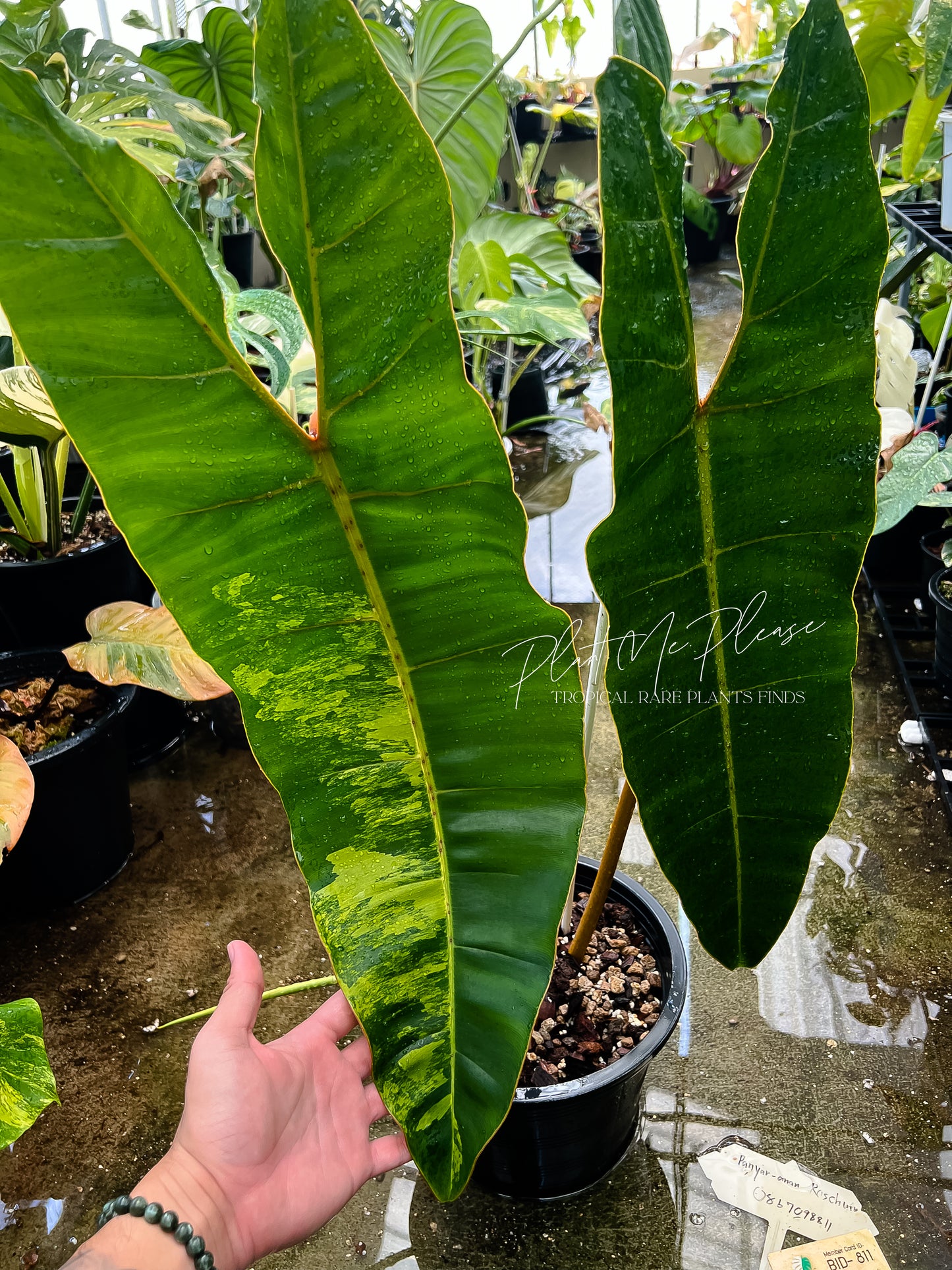 Philodendron Billietiae Variegated XXL size