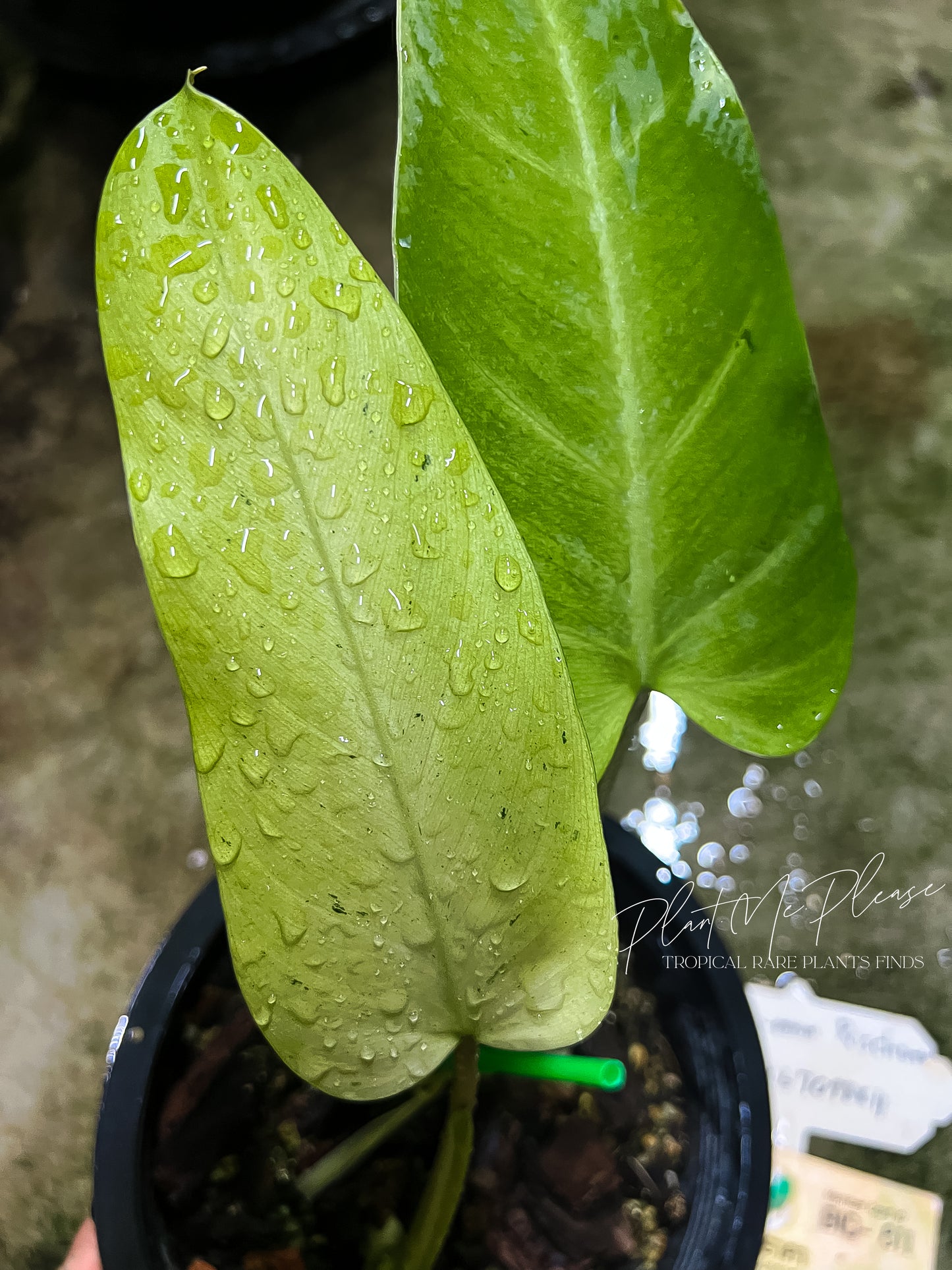 Philodendron Mottled Whipple Way Variegated