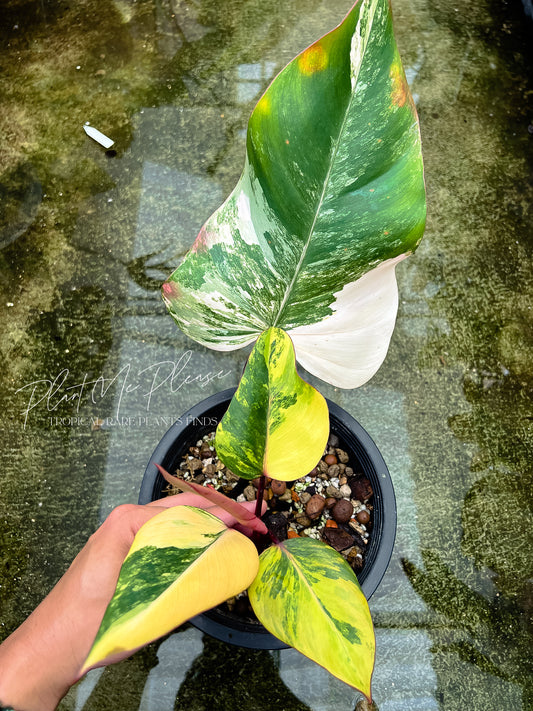 Philodendron Red Emerald Variegated - Strawberry Shake Variegated