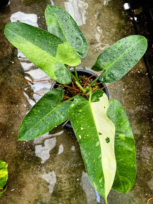 Philodendron Jose Buono Variegated