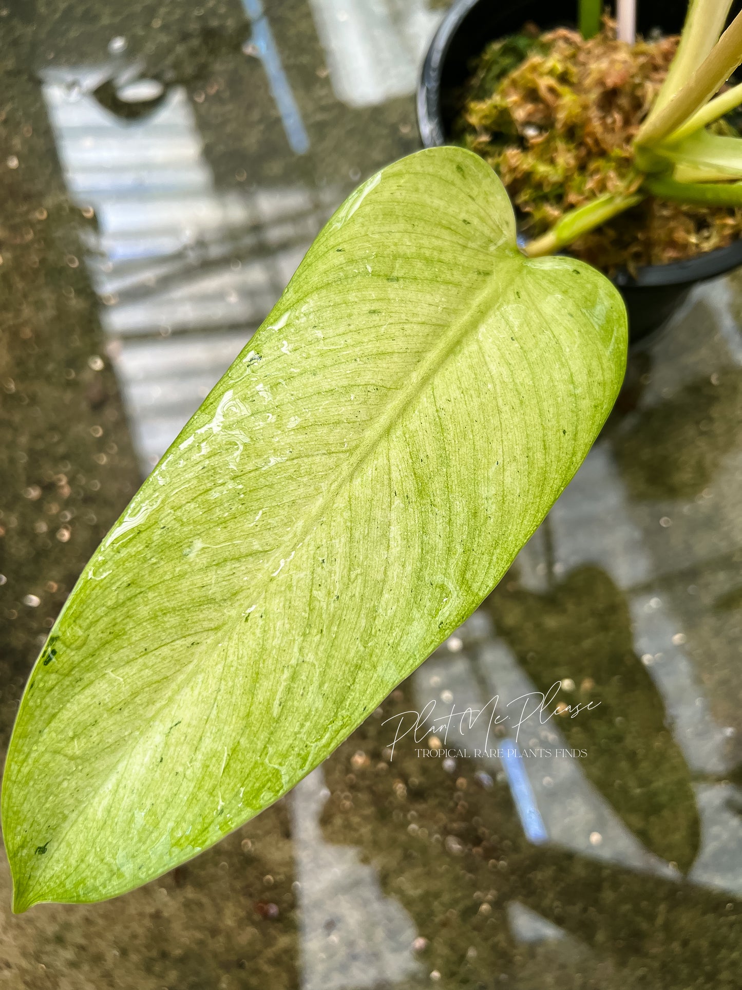 Philodendron Mottled Whipple Way Variegated
