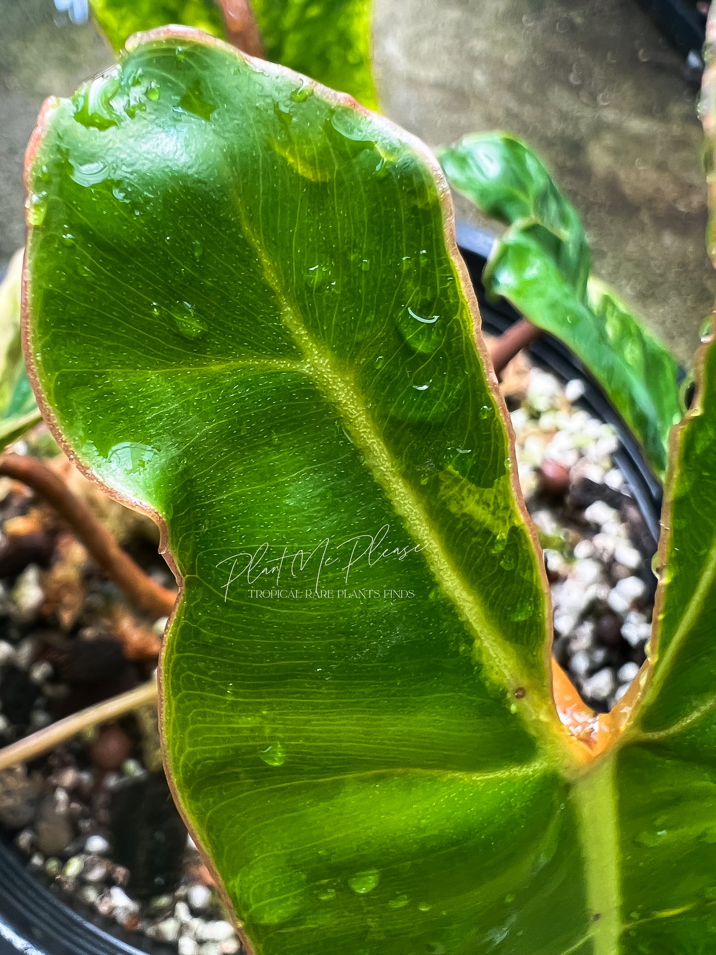 Philodendron Billietiae Variegated