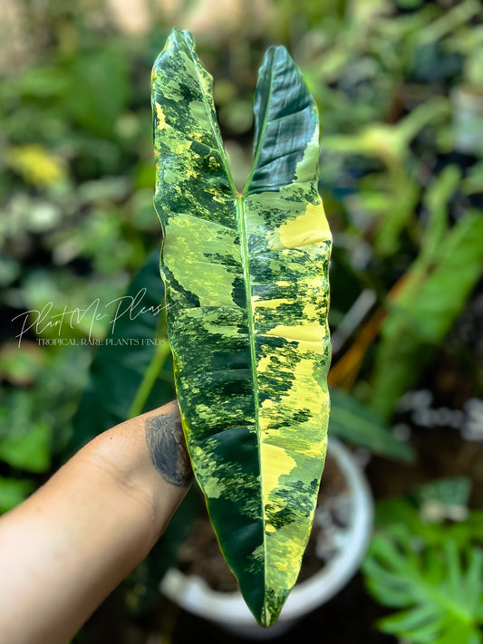 Philodendron Biliietiae Variegated - Single leaf cutting