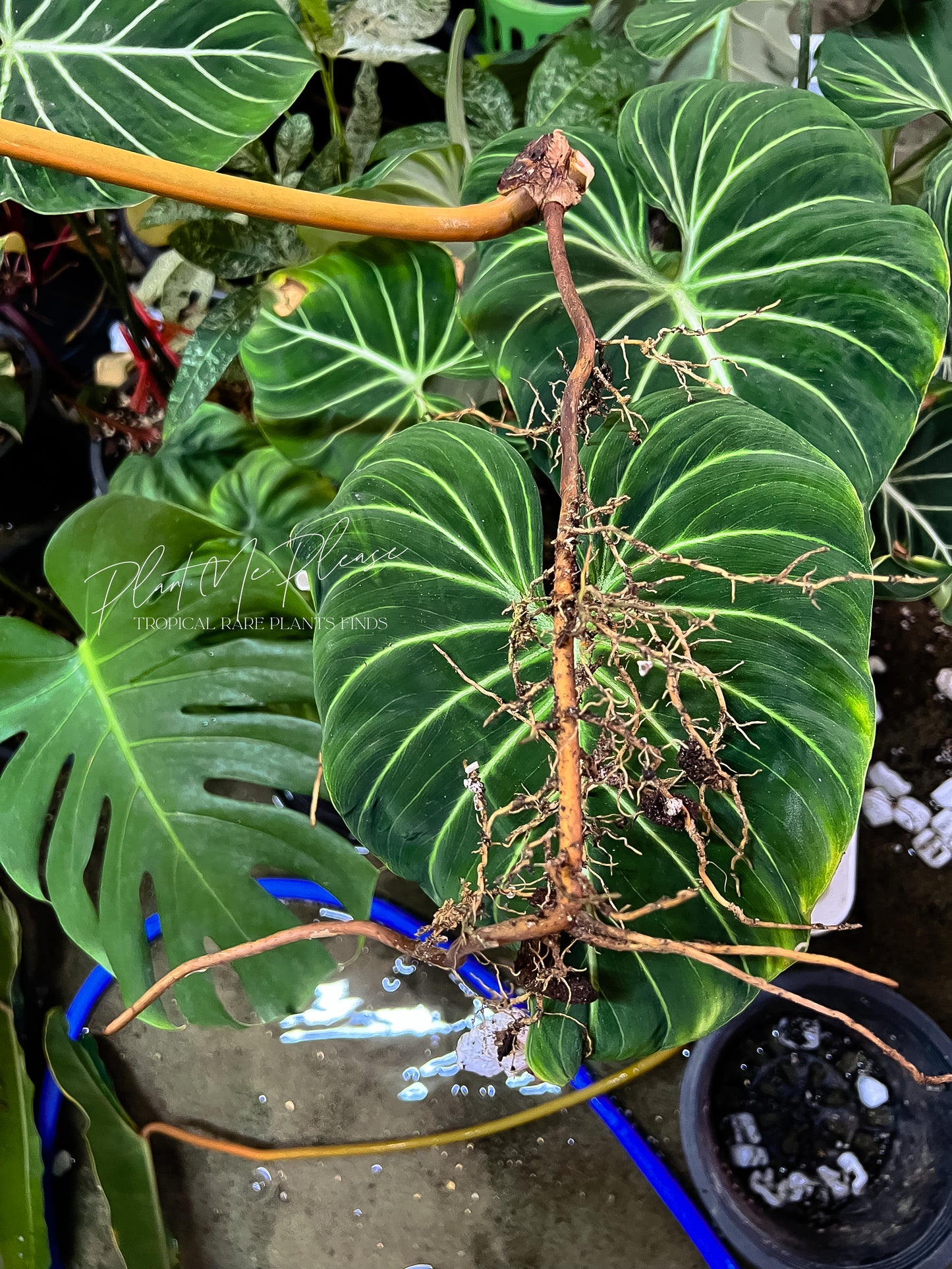 Philodendron Biliietiae Variegated - Single leaf cutting