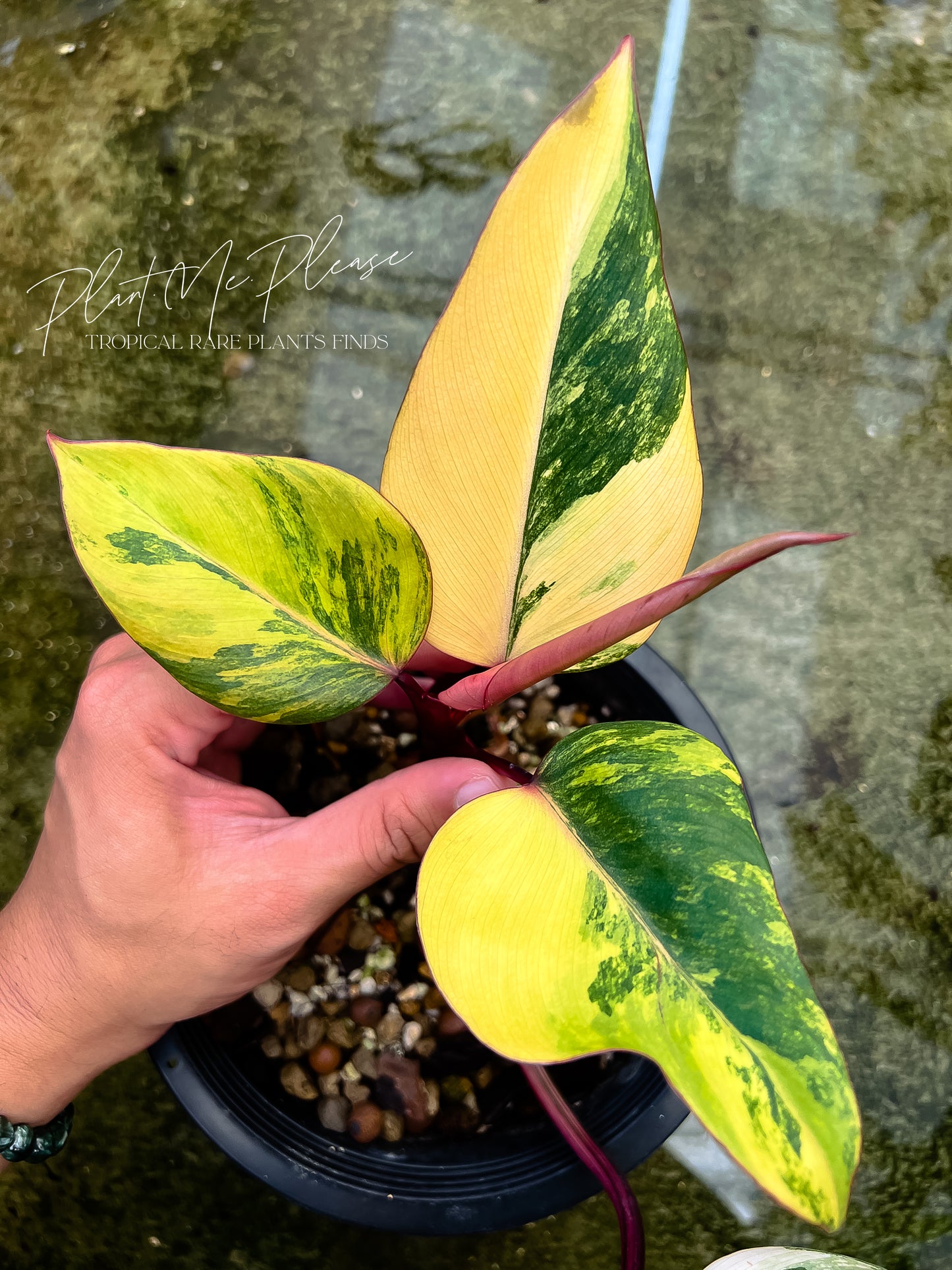 Philodendron Red Emerald Variegated - Strawberry Shake Variegated
