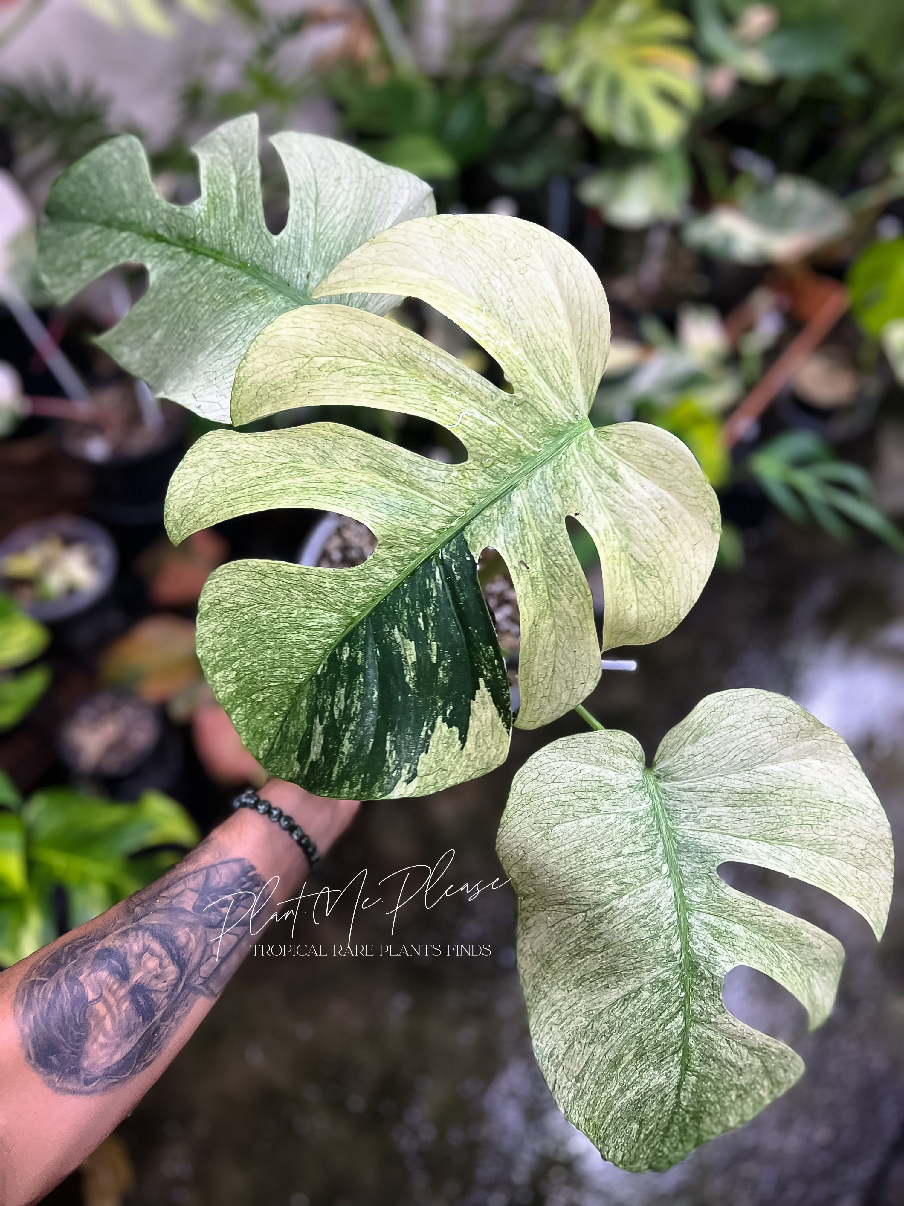 Monstera Deliciosa x Borsigiana Full Mint Variegated – Plants.Me