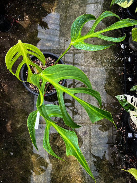 Monstera Burle Marx Flame