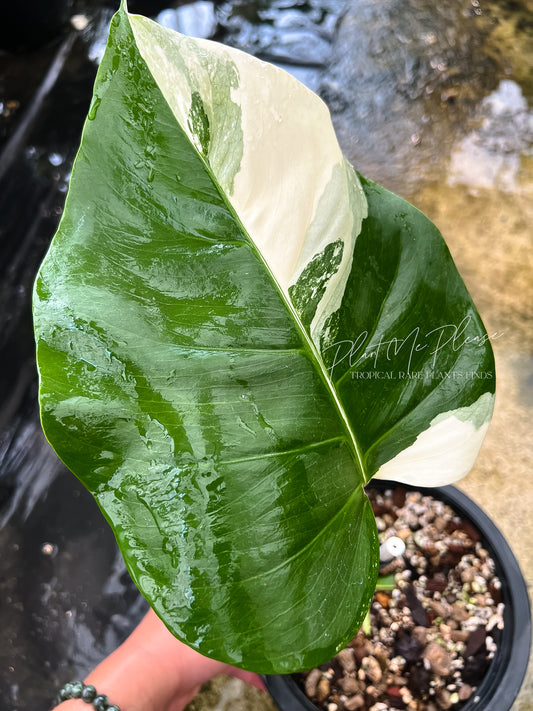 Monstera Borsigiana Albo Half Moon