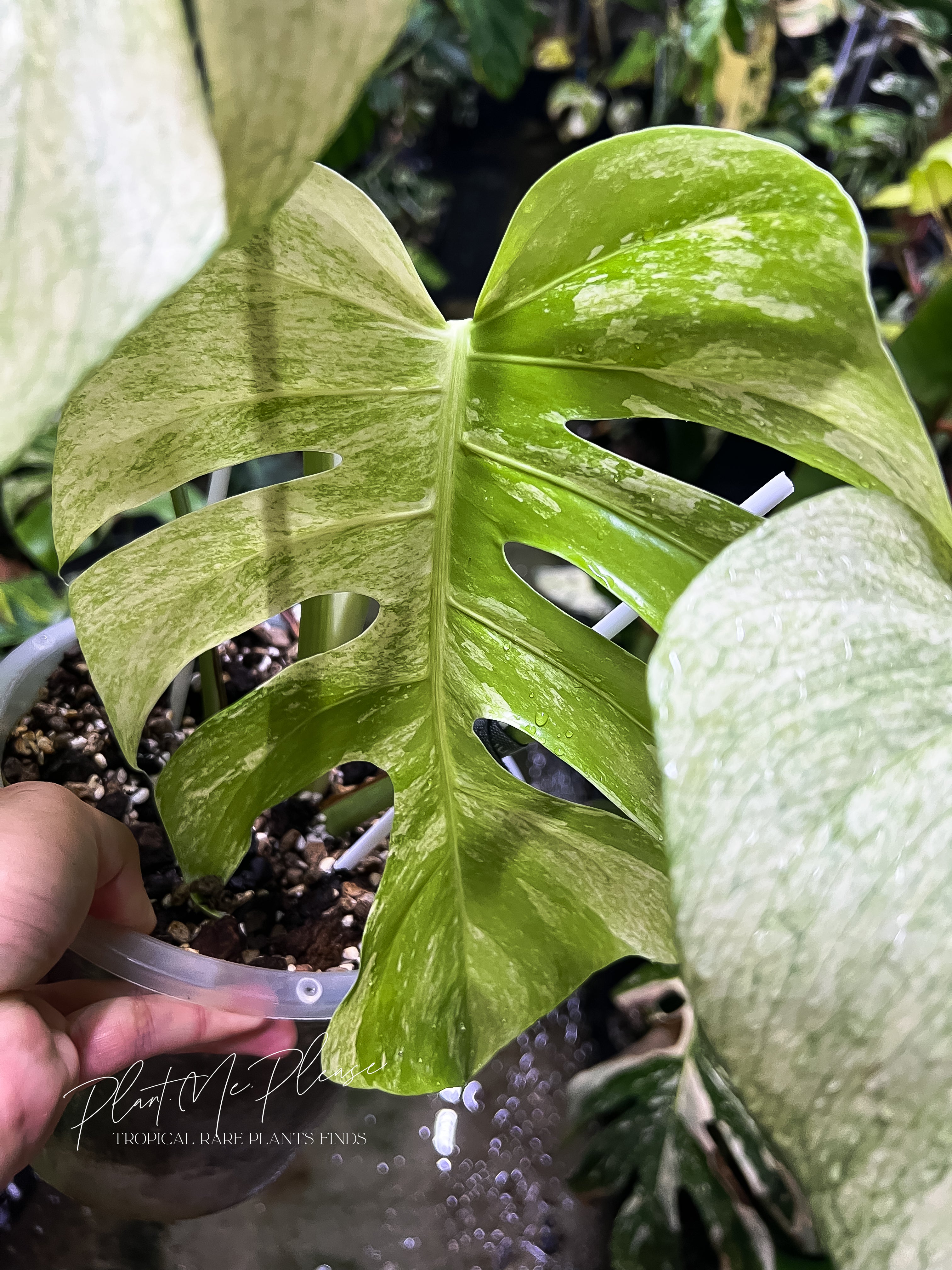 Monstera Deliciosa x Borsigiana Full Mint Variegated – Plants.Me