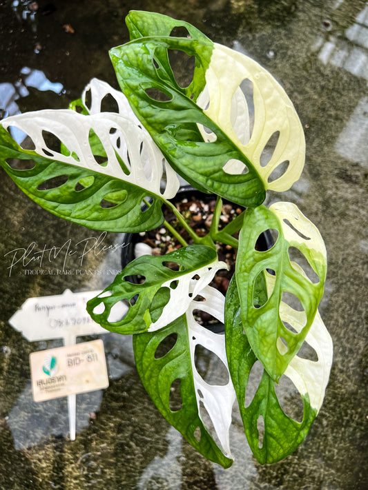 Monstera Adansonii Variegated Albo